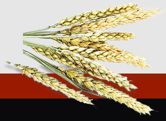 bti体育平台·(中国)官方网站