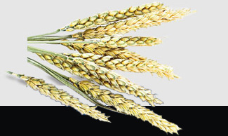 bti体育平台·(中国)官方网站