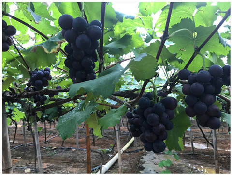 bti体育平台·(中国)官方网站