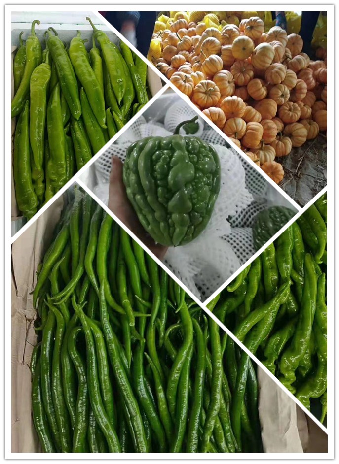 bti体育平台·(中国)官方网站